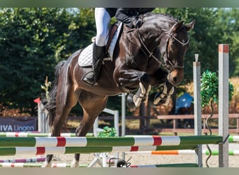 KWPN, Klacz, 9 lat, 160 cm, Skarogniada