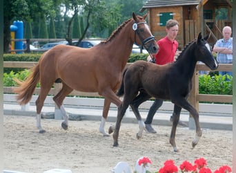 KWPN, Klacz, 9 lat, 161 cm, Kasztanowata