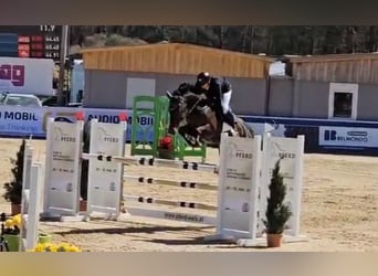 KWPN, Klacz, 9 lat, 163 cm, Gniada