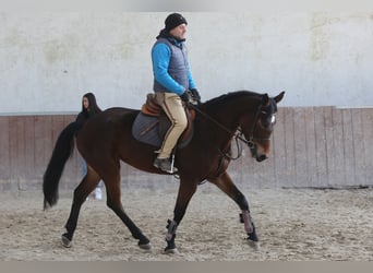 KWPN, Klacz, 9 lat, 164 cm, Gniada