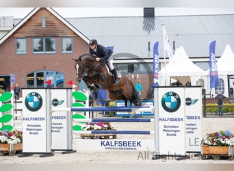 KWPN, Klacz, 9 lat, 164 cm, Gniada