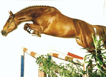 KWPN, Klacz, 9 lat, 164 cm, Gniada