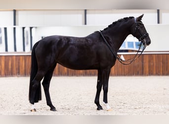 KWPN, Klacz, 9 lat, 165 cm, Kara
