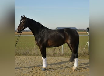 KWPN, Klacz, 9 lat, 165 cm, Skarogniada