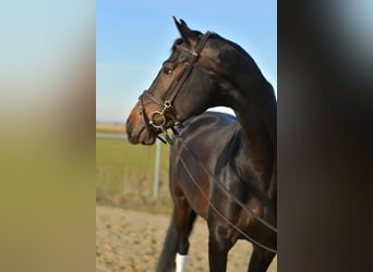 KWPN, Klacz, 9 lat, 165 cm, Skarogniada