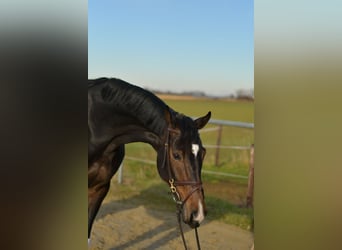 KWPN, Klacz, 9 lat, 165 cm, Skarogniada