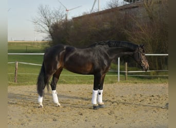 KWPN, Klacz, 9 lat, 165 cm, Skarogniada