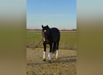 KWPN, Klacz, 9 lat, 165 cm, Skarogniada