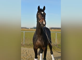 KWPN, Klacz, 9 lat, 165 cm, Skarogniada