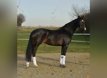 KWPN, Klacz, 9 lat, 165 cm, Skarogniada