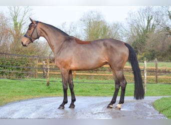 KWPN, Klacz, 9 lat, 166 cm, Gniada