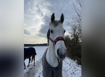 KWPN, Klacz, 9 lat, 166 cm, Siwa jabłkowita