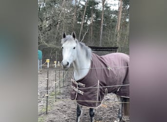 KWPN, Klacz, 9 lat, 166 cm, Siwa jabłkowita