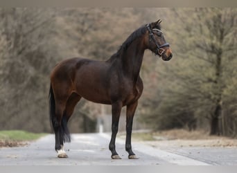 KWPN, Klacz, 9 lat, 167 cm, Ciemnogniada