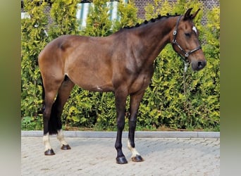 KWPN, Klacz, 9 lat, 167 cm, Gniada