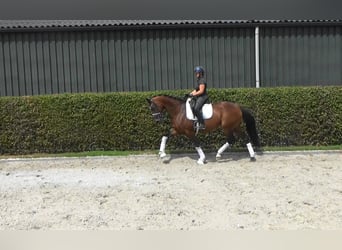 KWPN, Klacz, 9 lat, 168 cm, Ciemnogniada