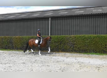 KWPN, Klacz, 9 lat, 168 cm, Ciemnogniada