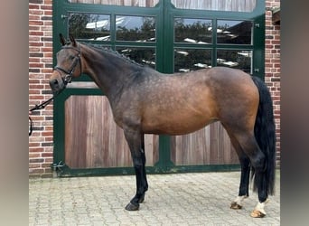 KWPN, Klacz, 9 lat, 168 cm, Gniada