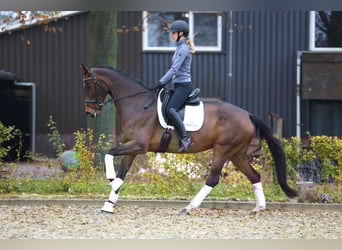 KWPN, Klacz, 9 lat, 168 cm, Gniada