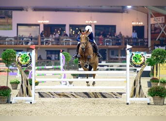 KWPN, Klacz, 9 lat, 170 cm, Ciemnogniada