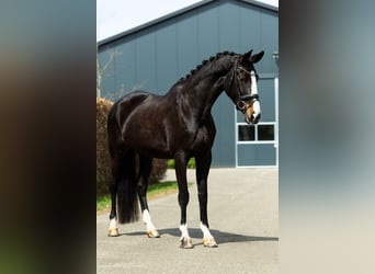 KWPN, Klacz, 9 lat, 170 cm, Ciemnogniada