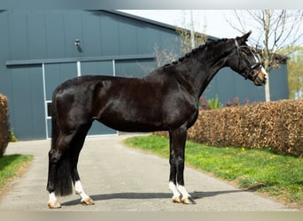 KWPN, Klacz, 9 lat, 170 cm, Ciemnogniada
