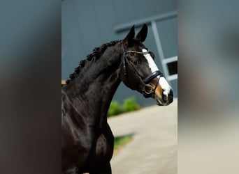 KWPN, Klacz, 9 lat, 170 cm, Ciemnogniada