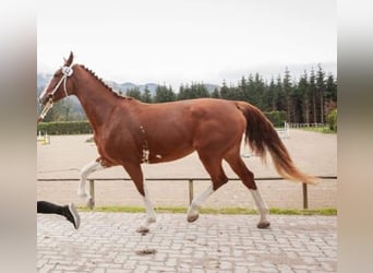 KWPN, Klacz, 9 lat, 170 cm, Kasztanowata