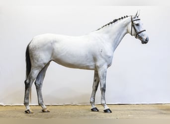 KWPN, Klacz, 9 lat, 170 cm