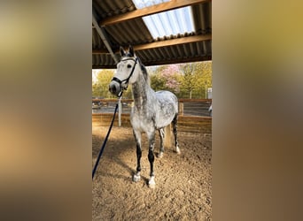KWPN, Klacz, 9 lat, 170 cm, Siwa jabłkowita
