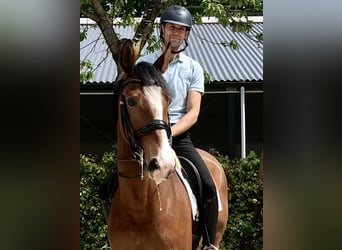 KWPN, Klacz, 9 lat, 172 cm, Gniada