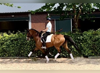 KWPN, Klacz, 9 lat, 172 cm, Gniada