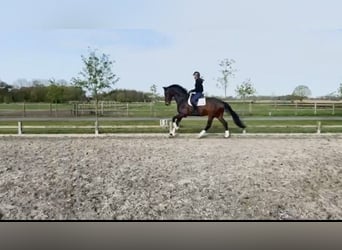 KWPN, Klacz, 9 lat, 173 cm, Ciemnogniada