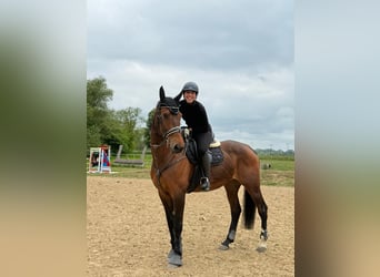 KWPN, Klacz, 9 lat, 173 cm, Gniada