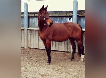 KWPN, Klacz, 9 lat, 173 cm, Gniada