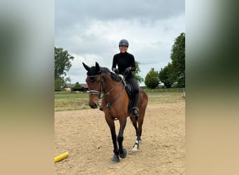 KWPN, Klacz, 9 lat, 173 cm, Gniada