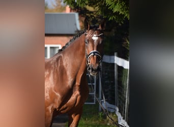 KWPN, Klacz, 9 lat, 176 cm, Gniada