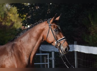 KWPN, Klacz, 9 lat, 176 cm, Gniada
