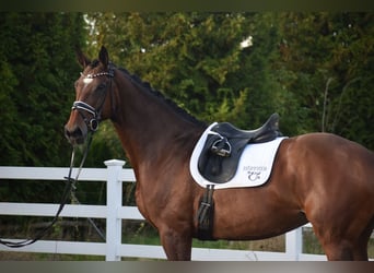 KWPN, Klacz, 9 lat, 176 cm, Gniada