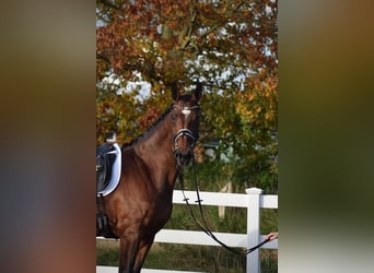 KWPN, Klacz, 9 lat, 176 cm, Gniada