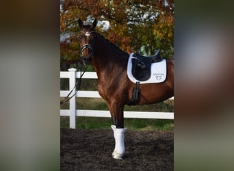KWPN, Klacz, 9 lat, 176 cm, Gniada