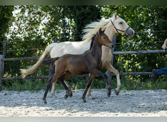 KWPN, Klacz, Źrebak (04/2026), 170 cm, Gniada