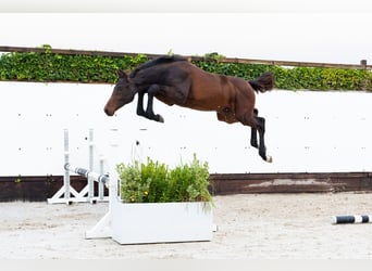 KWPN, Klacz, Źrebak (03/2025), Ciemnogniada