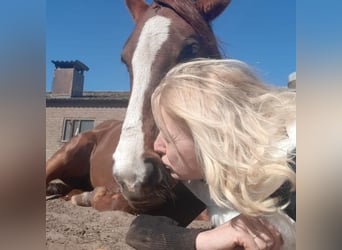 KWPN Mix, Mare, 10 years, 14.3 hh, Chestnut KWPN Mix, Mare, 10 years, 14.3 hh, Chestnut