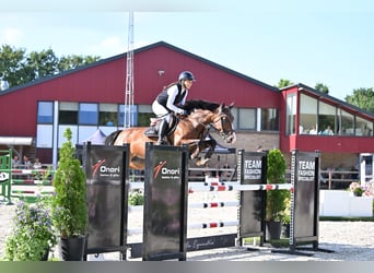 KWPN, Mare, 10 years, 15.2 hh, Brown