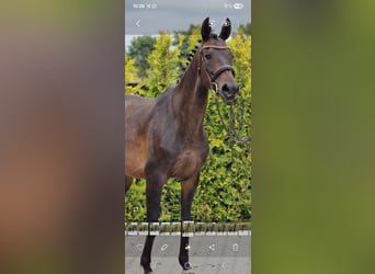 KWPN, Mare, 10 years, 15.3 hh, Black