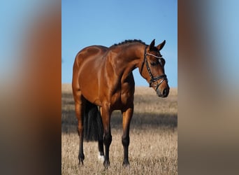 KWPN, Mare, 10 years, 15,3 hh, Brown