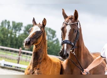 KWPN, Mare, 10 years, 15,3 hh, Chestnut