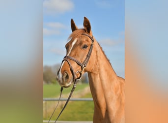 KWPN, Mare, 10 years, 15,3 hh, Chestnut-Red