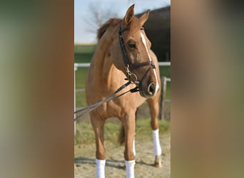 KWPN, Mare, 10 years, 15,3 hh, Chestnut-Red